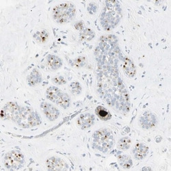 PIP Antibody, Novus Biologicals 0.1mL; Unlabeled:Antibodies, Polyclonal